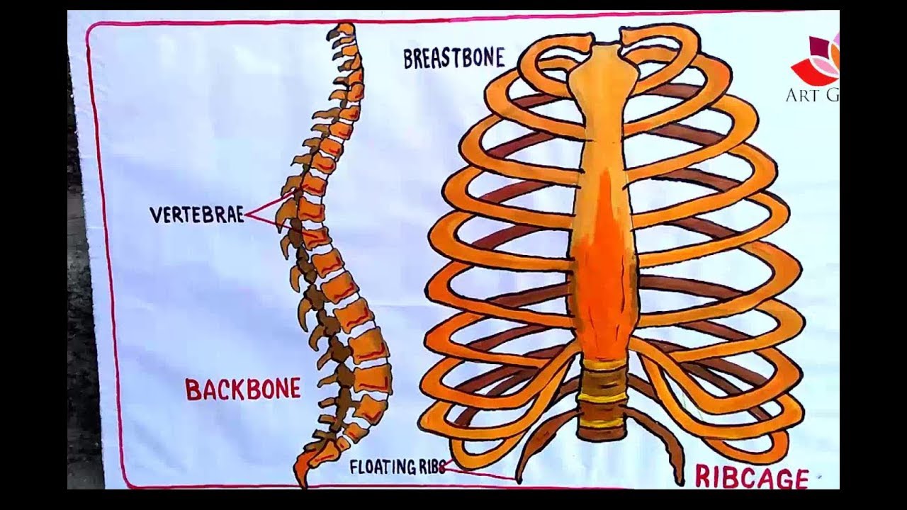 Rib Cage Chart