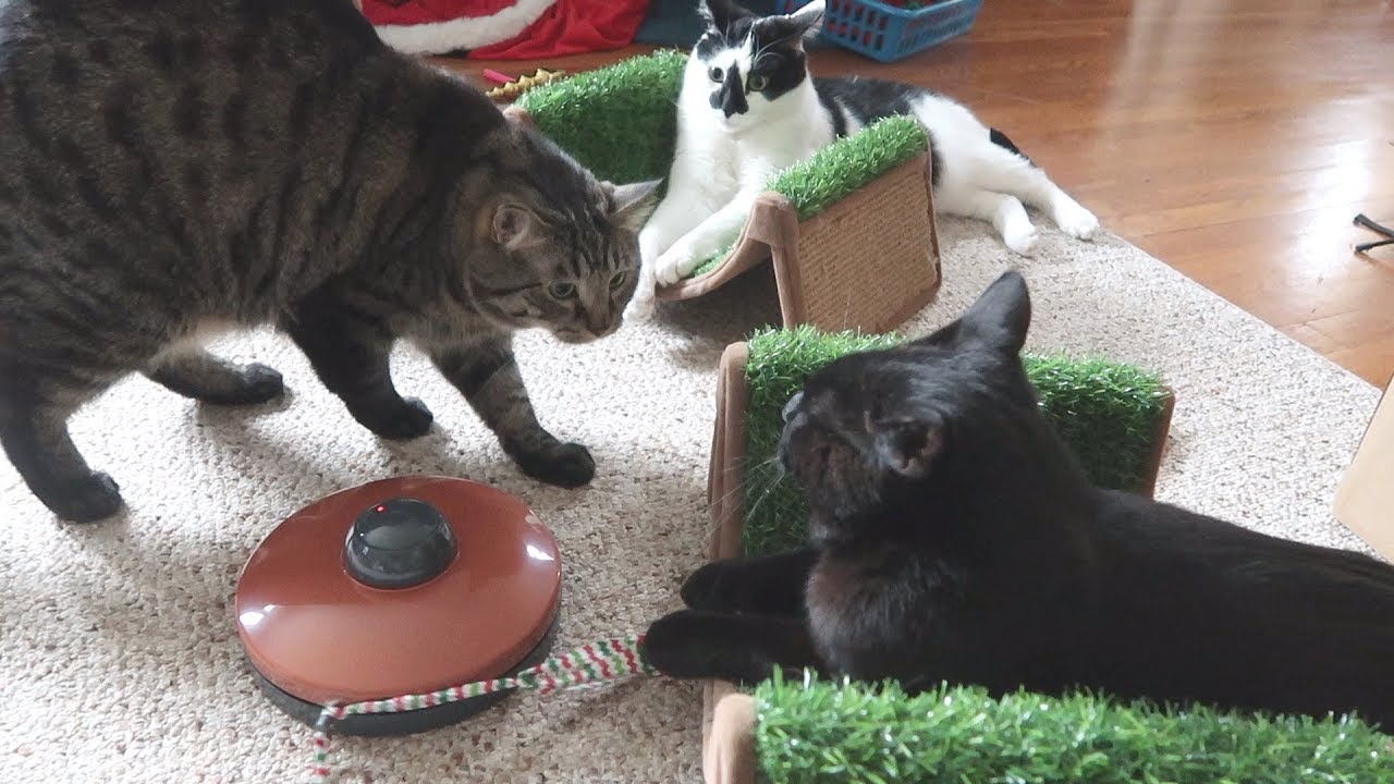 funny cats sleeping in weird positions compilation 2014 funnyplox Boo Year 2 # 104 - Such A Crazy Dream, Why Splash Chases Boo, Stockings From Zoa
