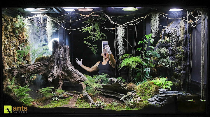 I Released an Apex Predator into My Giant Rainforest Vivarium