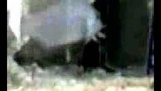 malawi eye biter female releasing fry by vik datta 1,045 views 16 years ago 1 minute, 57 seconds