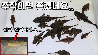 주작이면 좋겠네요..아마존 강이 되어버린 하천....황금물고기까지 최초발견!!?