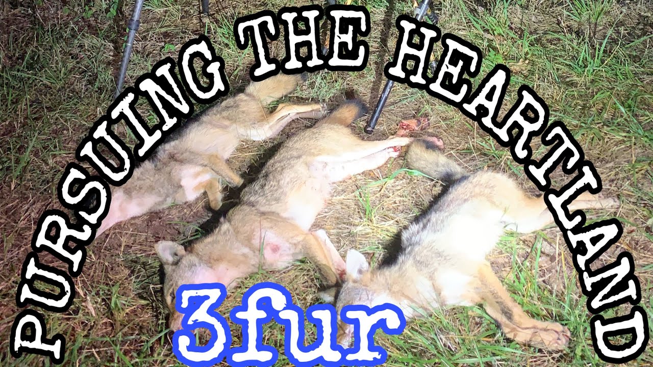 coyotes-at-night-thermal-hunt-3-yotes-down-youtube