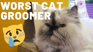 Visiting the WORST cat groomer, 1 star review! | Crazy Cats #shorts