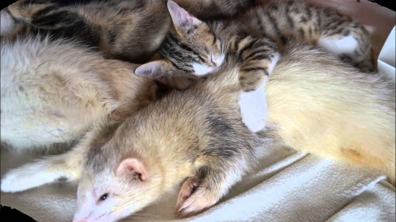 Suzi Handicap Animal