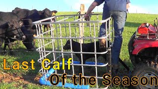 Last calf of the season