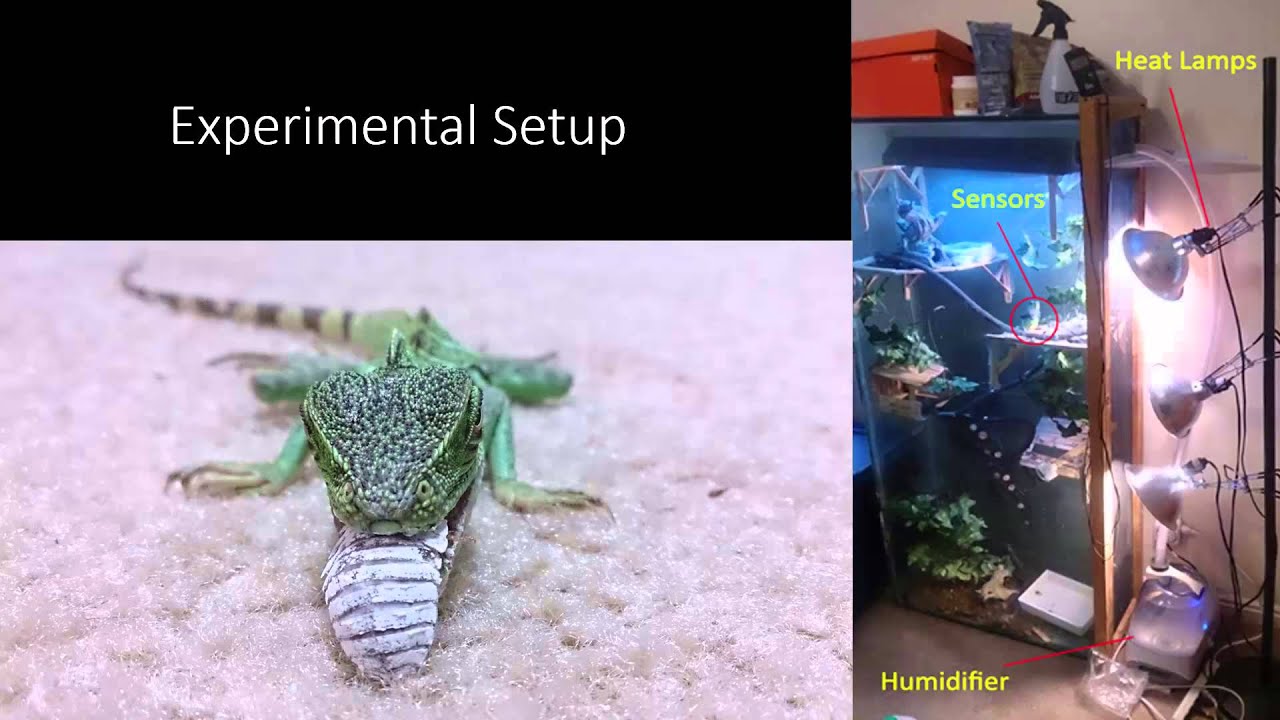 Temperature and Humidity Controller for a Lizard Habitat YouTube