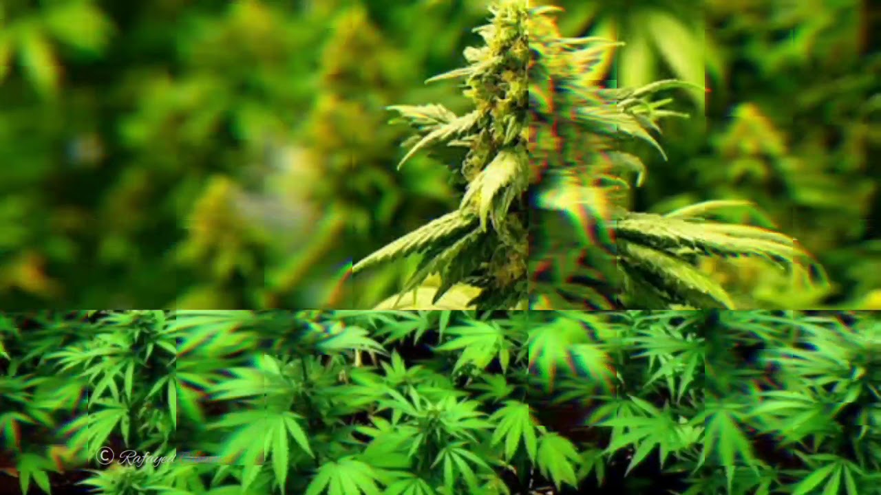 Weed with viliver 💚