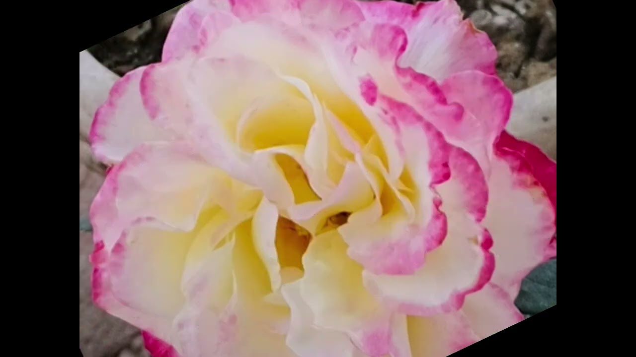 Flowers ll Vairal editing ll video 📷 