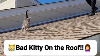 Dare Devil Cat!   Bad Kitty Got onto the Roof!‍♀