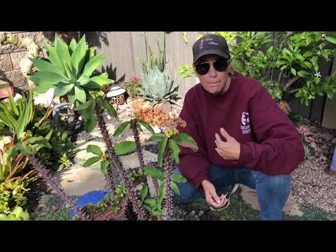 Video: Cypress Euphorbia (20 Fotografií): Použitie Cyprusu Euphorbia V Krajinnom Dizajne, Výsadbe A Starostlivosti
