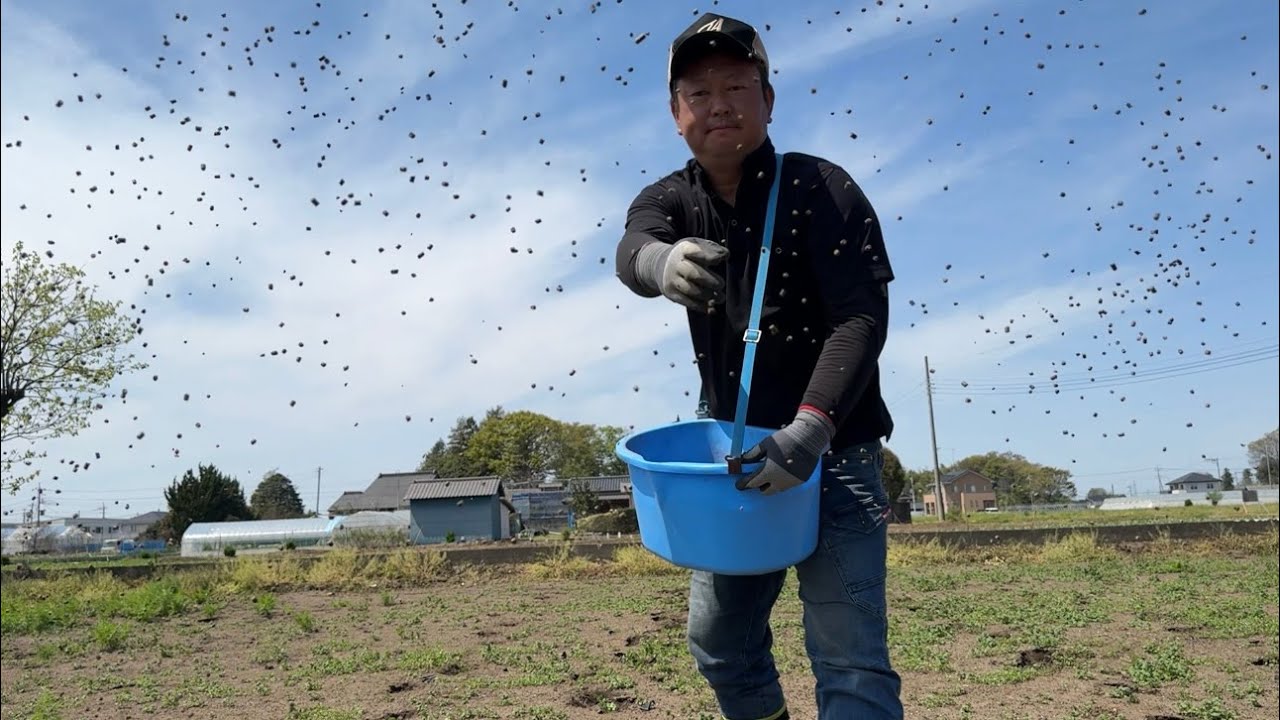 夏野菜を育てる家庭菜園と畑に肥料を入れて苗を植える　24/4/21