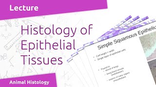 Pre-lab Lecture: Epithelial Tissues (BIOL312) Pre Lab Video Exercise 3 Epithelium