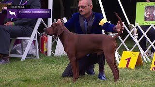 Redbone Coonhound | Breed Judging 2021