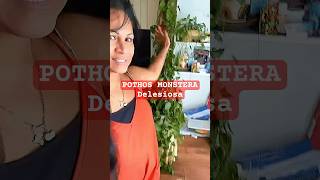 Download Lagu Lots og indoor plants #pothos #florgenargue #florgardengoddess #growingwithflor MP3 Download Lagu Lots og indoor plants #pothos #florgenargue #florgardengoddess #growingwithflor MP3