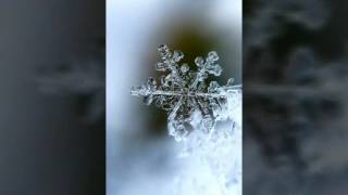 Aurora[Original song-Congfei Wei]