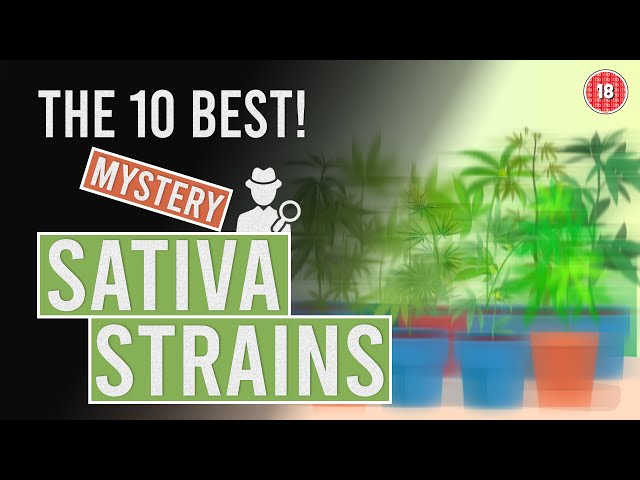 The 10 BEST “Mysterious” Sativa Cannabis Strains! class=