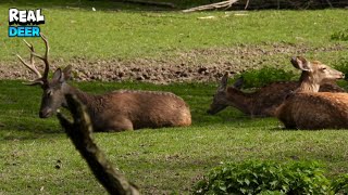 Deer Family Having A Peaceful Day