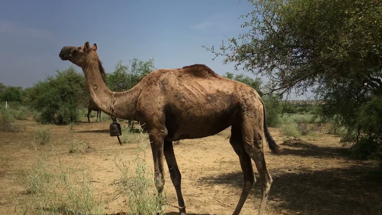 Camel bells sound | my camel | camel bells | camel mandi 2021 | Camel farming | camel sounds
