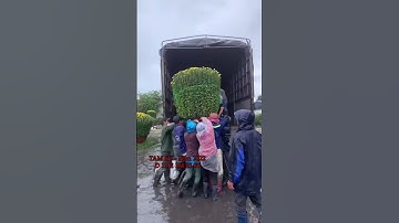 Hoa Cúc Đại Đóa Tết 2025 Ninh Hòa Khánh Hòa D1M2 1M 85 60 Mặt Hoa Tổng Hợp Năm 2022 #shorts