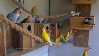 [LOVEBIRD TV] Peach-faced Lovebirds Aviary | Saturday Morning, April 16th, 2022