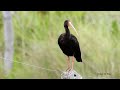 TAPICURU (PHIMOSUS INFUSCATUS), BARE-FACED IBIS, MAÇARICO-DO-BANHADO, MAÇARICO-PRETO.