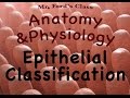 Epithelial Tissue Classification Quiz