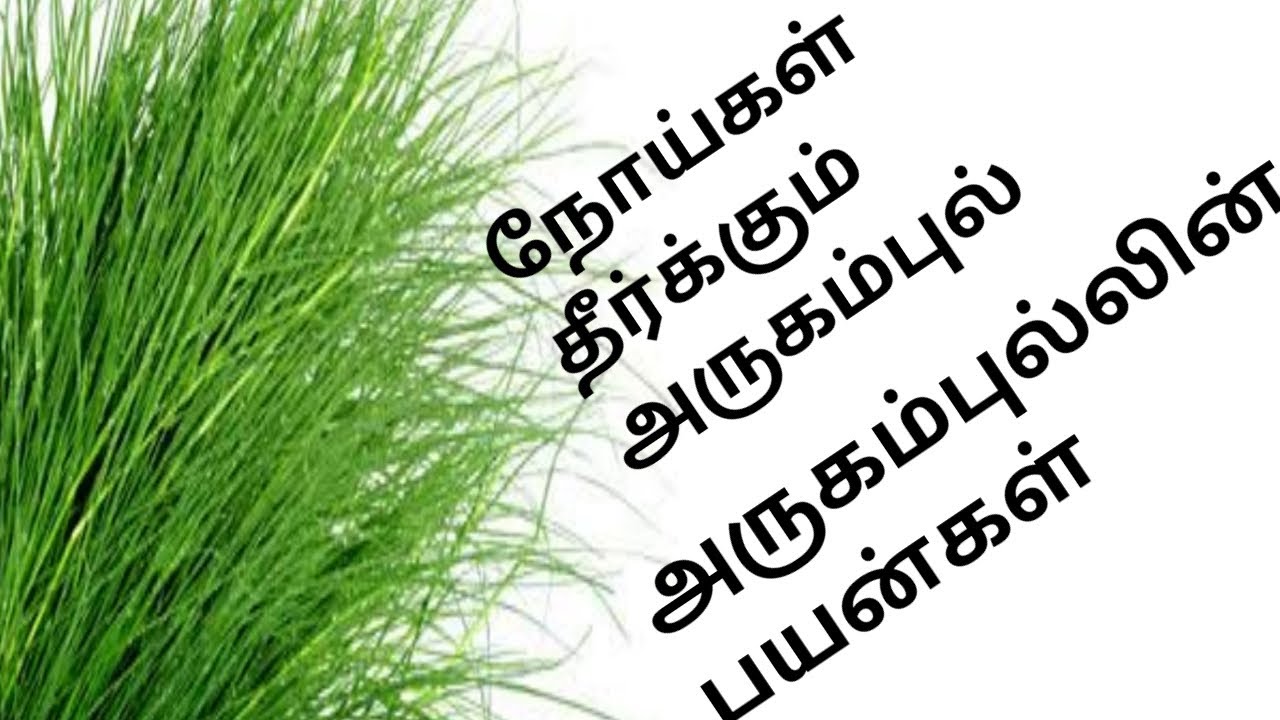 Benefits Of Arugampul Benefits Bermuda Grass Or Scutch Grass In Tamil