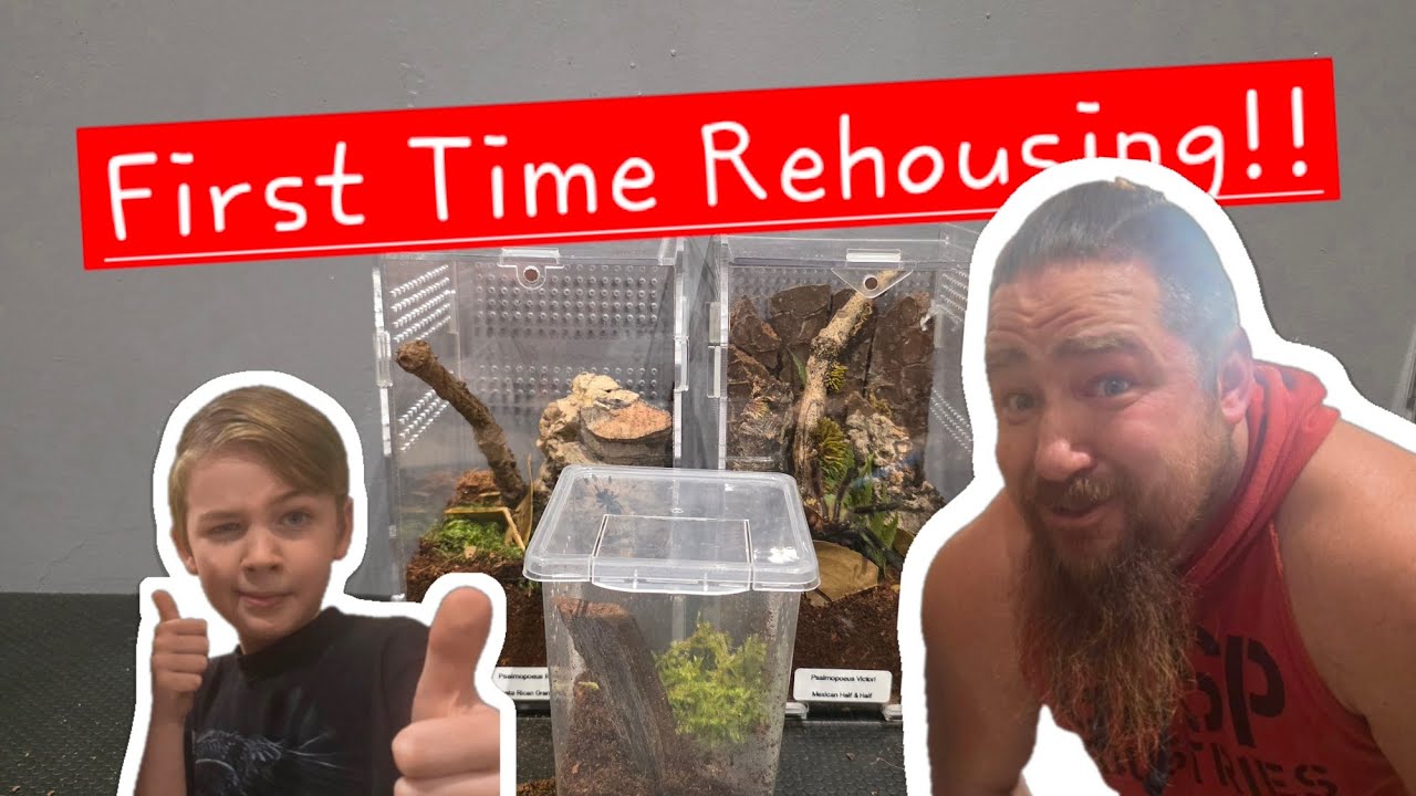 Letting My Son Help to Rehome 3 Tarantulas! 