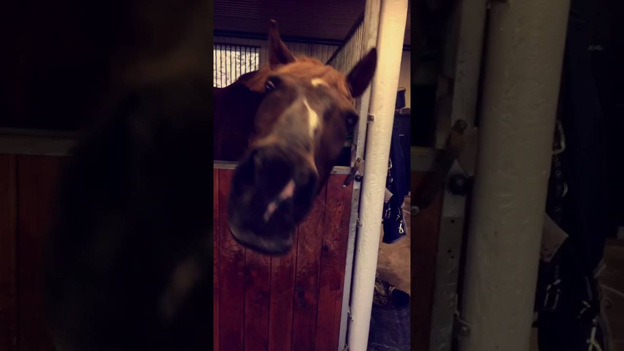 Horse wants attention! YouTube