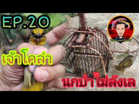 #เสียงนกต่อดอกแตงEP.20 เจ้าโคล่า เรียกนกป่ามา ลงกรงโดยไม่ลังเล /7 ก.ย 64