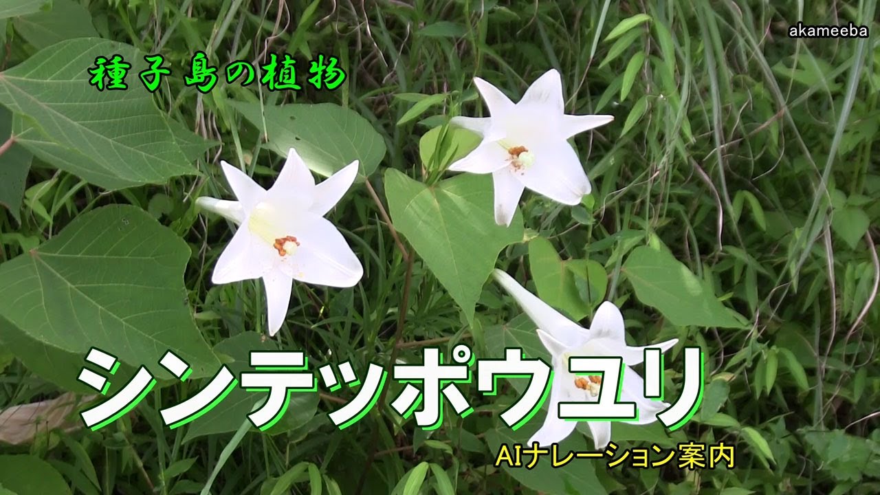 シンテッポウユリ 真夏のころ茎先にラッパ状の白い花を1個咲かせた開花