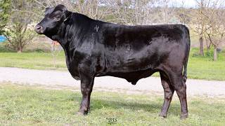 Lot 1 LTCF25W512 CIRCLE 8 FULLBLOOD WAGYU BULL SALE 2026