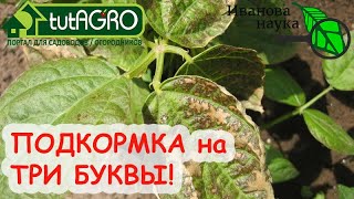 ГЛАВНОЕ - не переБОРщить! ПОДКОРМКА, КОТОРАЯ МОЖЕТ ЛИШИТЬ УРОЖАЯ! Удобрение на ТРИ буквы!