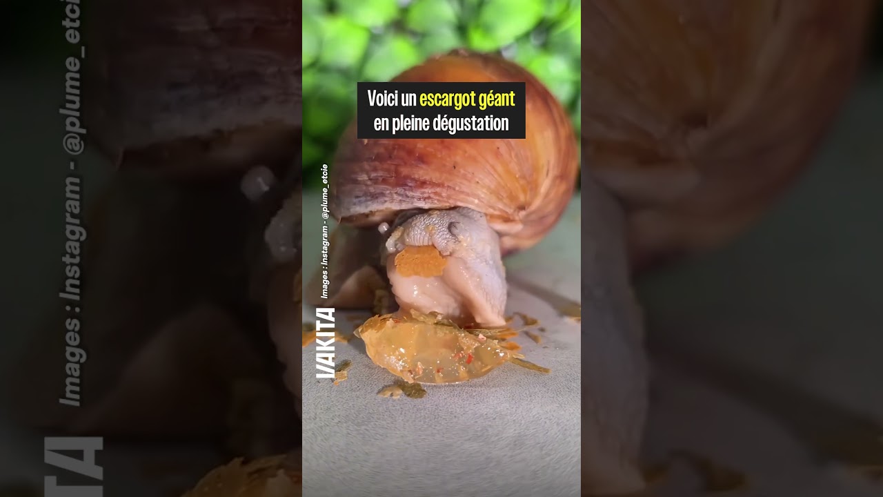 UN ESCARGOT QUI MANGE EN 4K ?