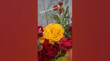 Букет троянд троянди букет деньнародження квіти роза Flowers Shorts 