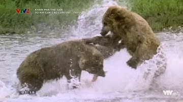 [VTVLIFE - THẾ GIỚI ĐỘNG VẬT] - Những sự thật thú vị về loài gấu