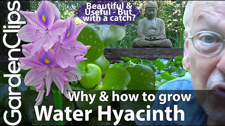 Water Hyacinth - Reasons Why and Why Not to Grow W...