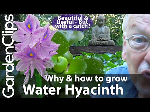 Video: Eichornia (15 Foto's): Wat Is Waterhyacint? Eichornia Varifolia In Het Aquarium En Andere Soorten. Hoe Een Plant In De Winter Te Houden? Planten En Vertrekken