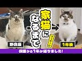 ケガした野良猫を保護して1年が経ちました【野良猫から家猫へ】