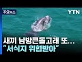 벌써 7번째 죽은 새끼 남방큰돌고래 발견...&quot;서식지 위협 받아&quot; / YTN