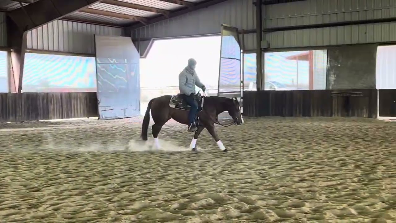 Royally dreamy , filly by magnum chic dream futurity 2025 ! In training with Jeronimo leal lobo