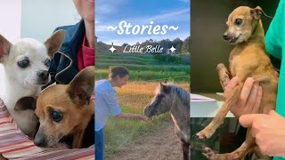 Evie & Pippa's dental procedure | A beautiful little pony!  Stories from the Magical Sanctuary