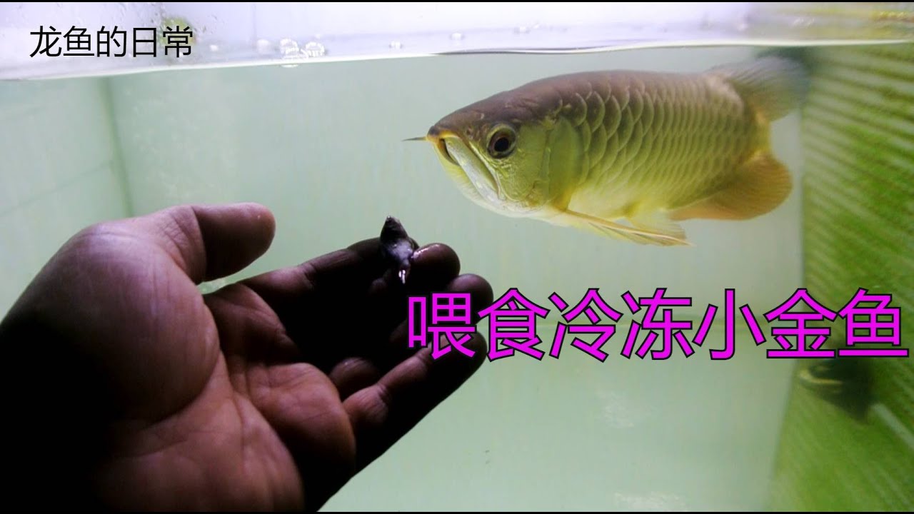 龙鱼的日常 喂食冷冻小金鱼 Youtube