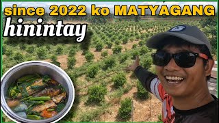 Sinigang na Tinapa  Harvest ng Calamansi, Scheduled Na Kahit Voluntary Lang ang mga Bunga