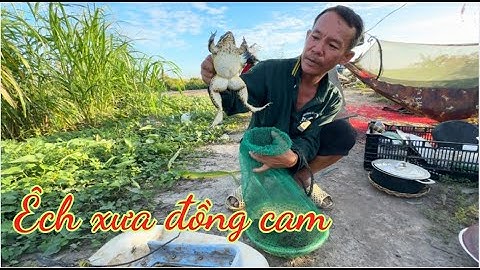 TẬP.85. cắm câu cá lóc mà dính toàn rắn ếch không/cắm câu trên cánh đồng lúa xanh vùng biên giới