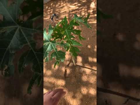 البابايا رد ليدي من الأنواع التي لا تحتاج لشجرة ذكر