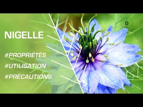 Vidéo: Nigelle (nigelle) - Culture Et Utilisation