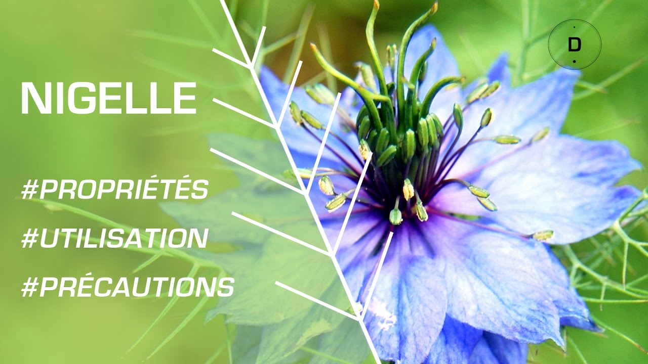 Comment Utiliser La Nigelle Phytotherapie Youtube