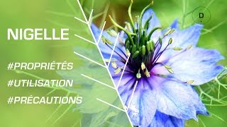 Nigelle : propriétés, bienfaits en phytothérapie