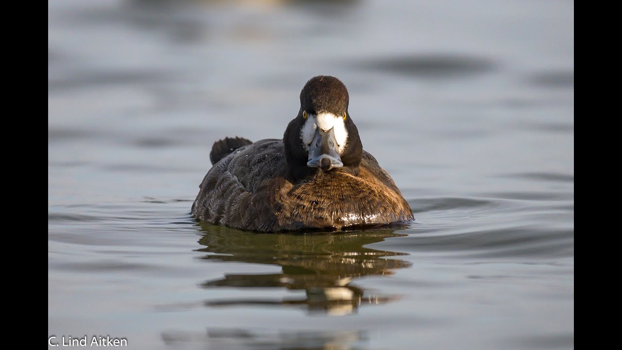 Maryland Waterfowl YouTube